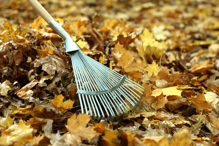 Fall Property Clean Up